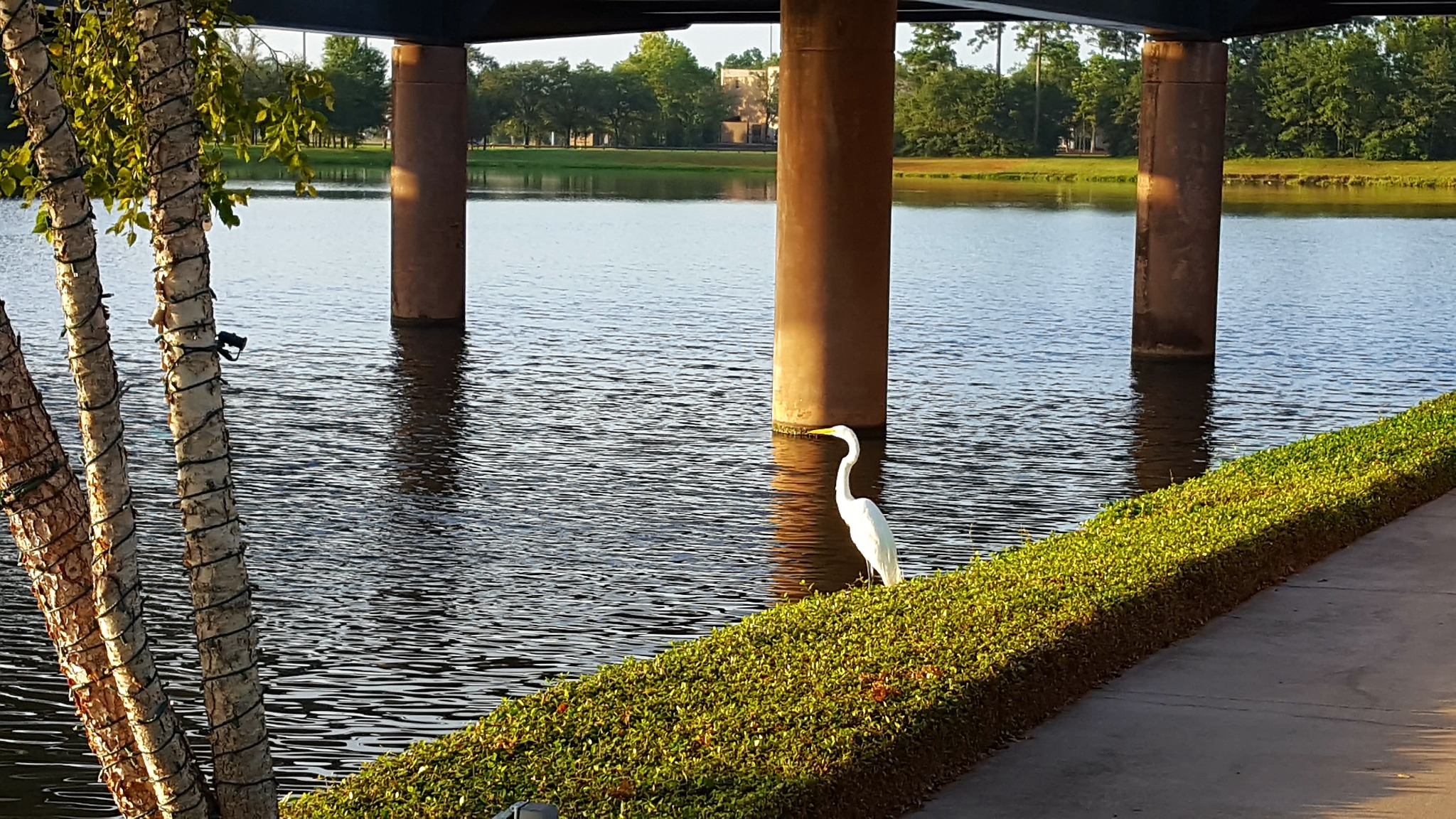 Egret beside the water in The Woodlands